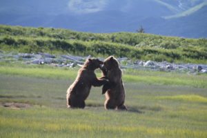 Bears fighting