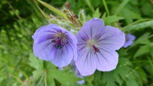 Wild Geranium