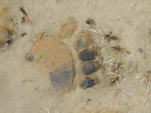 Bear paw print on beach