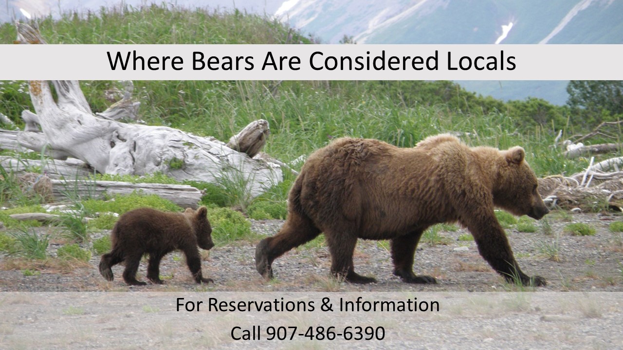 PHOTO GRAPHIC Bears are Locals