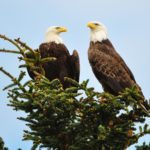 SMILING B PHOTO Eagles 1140x 906 DSC_0086