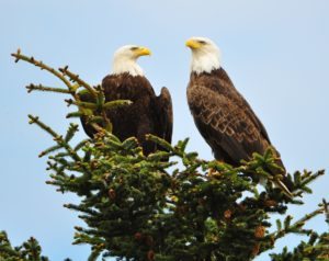 SMILING B PHOTO Eagles 1140x 906 DSC_0086