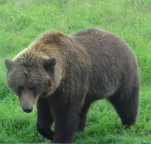 brown bear 2