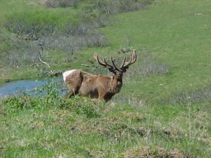 elk-bill on hill