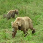 Two bears in a field in Kodiak Alaska.